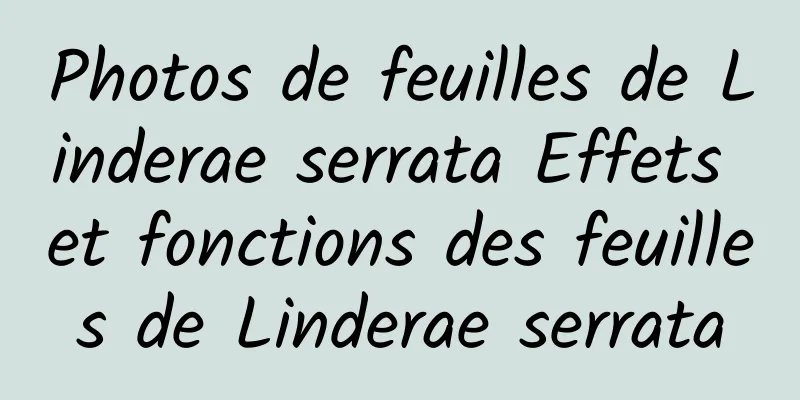 Photos de feuilles de Linderae serrata Effets et fonctions des feuilles de Linderae serrata