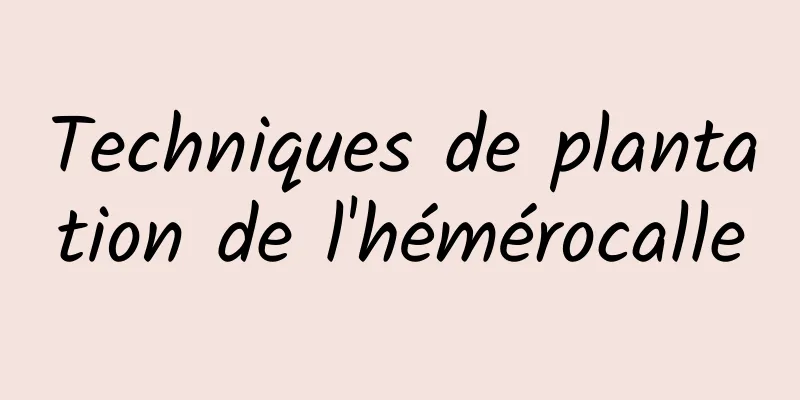 Techniques de plantation de l'hémérocalle