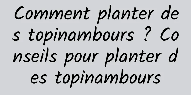 Comment planter des topinambours ? Conseils pour planter des topinambours