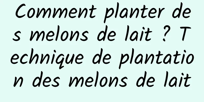 Comment planter des melons de lait ? Technique de plantation des melons de lait