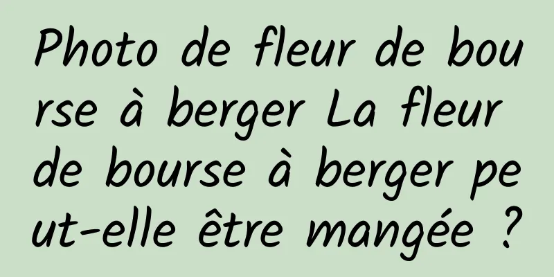 Photo de fleur de bourse à berger La fleur de bourse à berger peut-elle être mangée ?