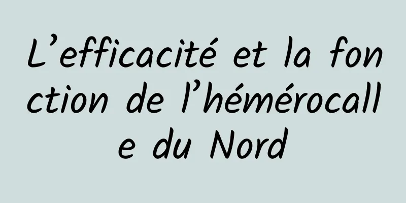 L’efficacité et la fonction de l’hémérocalle du Nord