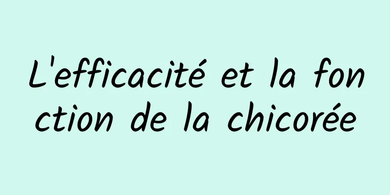 L'efficacité et la fonction de la chicorée