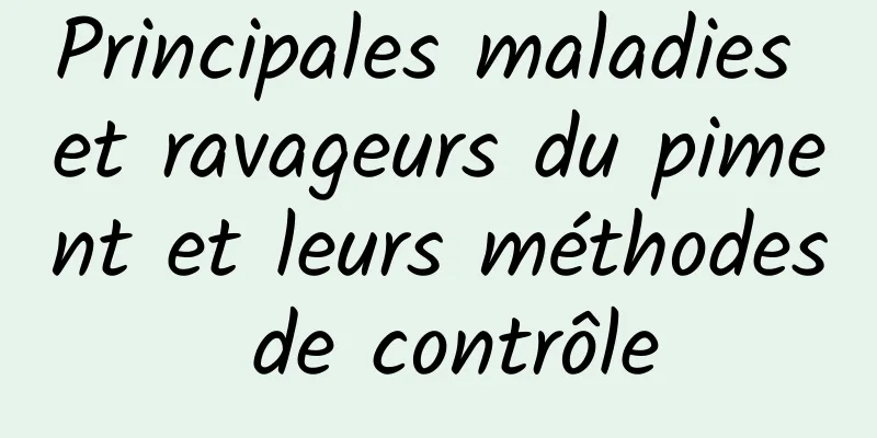 Principales maladies et ravageurs du piment et leurs méthodes de contrôle