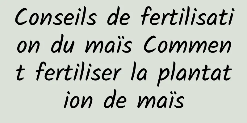 Conseils de fertilisation du maïs Comment fertiliser la plantation de maïs
