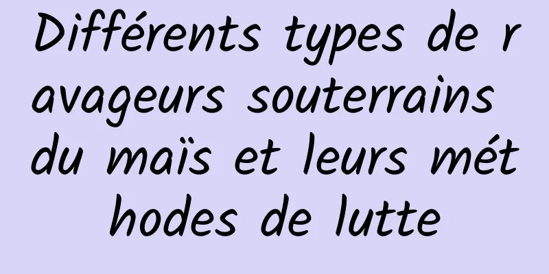 Différents types de ravageurs souterrains du maïs et leurs méthodes de lutte