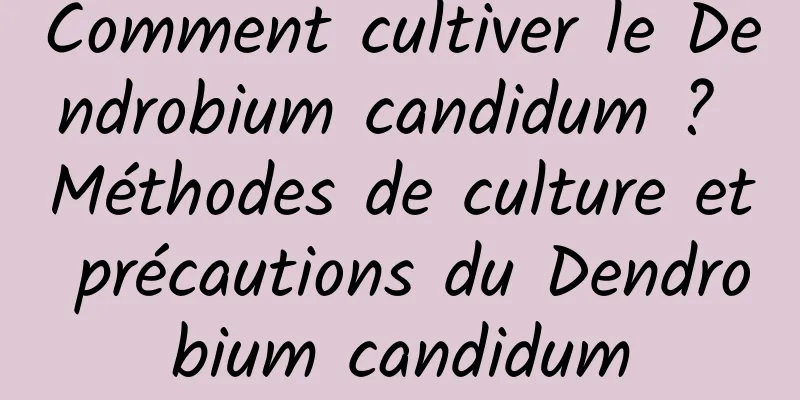 Comment cultiver le Dendrobium candidum ? Méthodes de culture et précautions du Dendrobium candidum