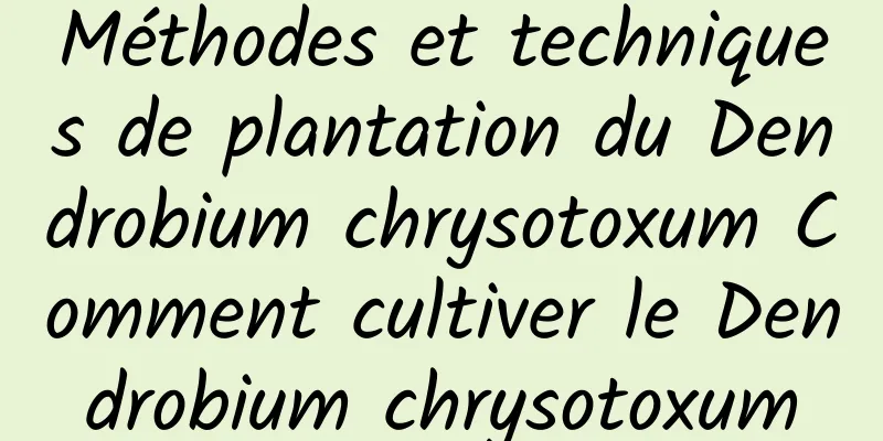 Méthodes et techniques de plantation du Dendrobium chrysotoxum Comment cultiver le Dendrobium chrysotoxum