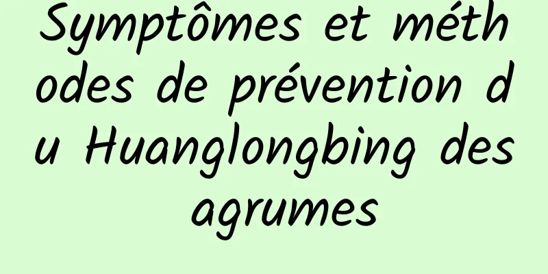 Symptômes et méthodes de prévention du Huanglongbing des agrumes