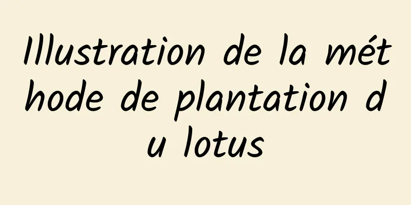 Illustration de la méthode de plantation du lotus