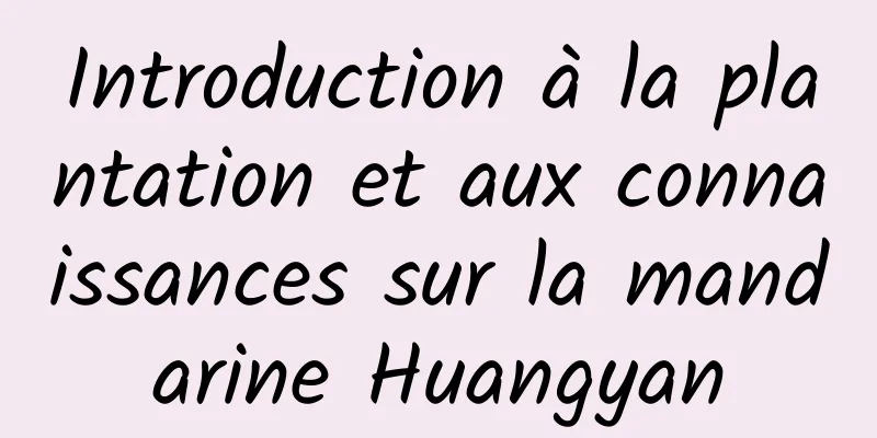 Introduction à la plantation et aux connaissances sur la mandarine Huangyan