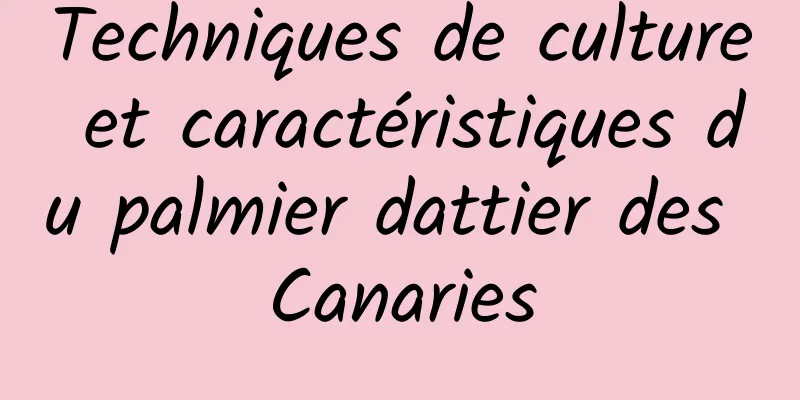 Techniques de culture et caractéristiques du palmier dattier des Canaries