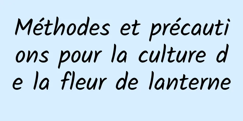 Méthodes et précautions pour la culture de la fleur de lanterne