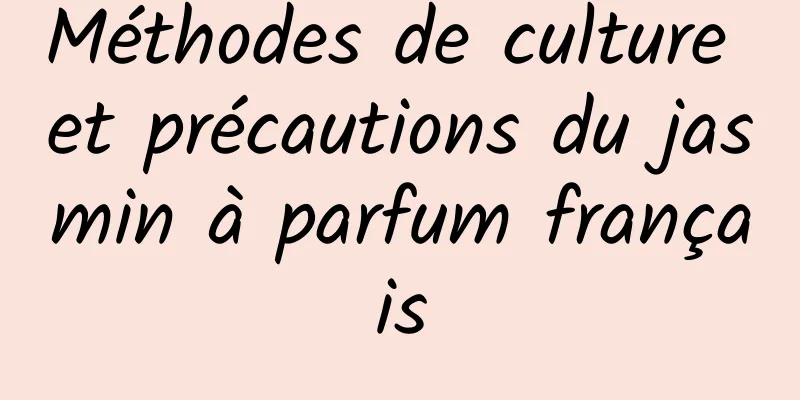 Méthodes de culture et précautions du jasmin à parfum français