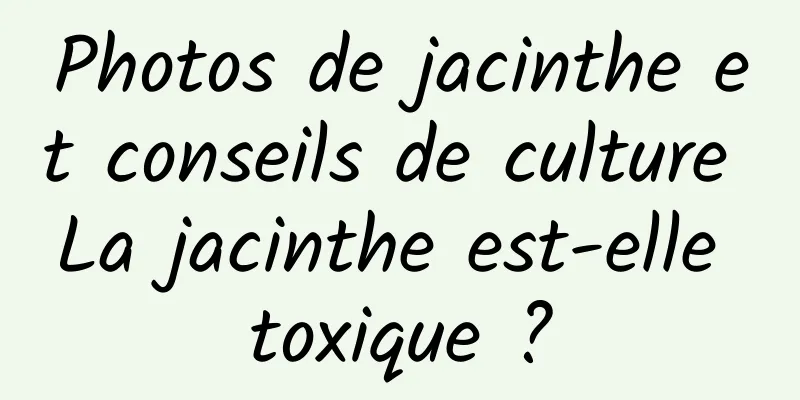 Photos de jacinthe et conseils de culture La jacinthe est-elle toxique ?