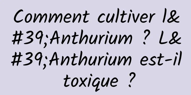 Comment cultiver l'Anthurium ? L'Anthurium est-il toxique ?