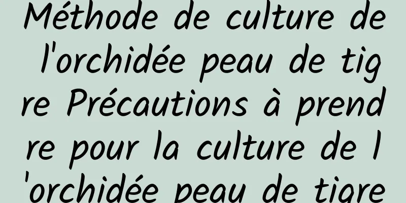 Méthode de culture de l'orchidée peau de tigre Précautions à prendre pour la culture de l'orchidée peau de tigre