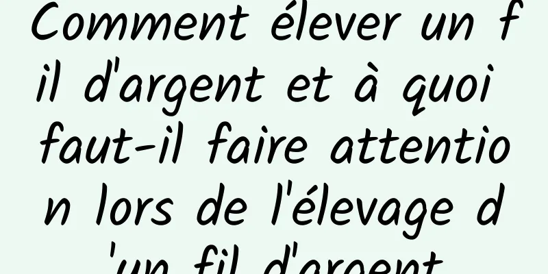 Comment élever un fil d'argent et à quoi faut-il faire attention lors de l'élevage d'un fil d'argent