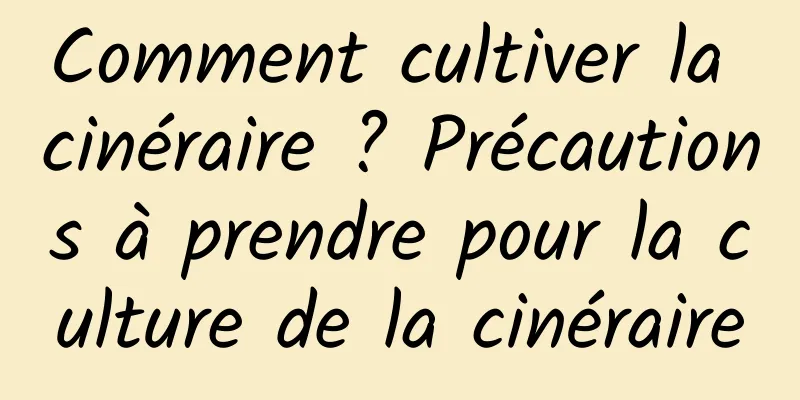 Comment cultiver la cinéraire ? Précautions à prendre pour la culture de la cinéraire