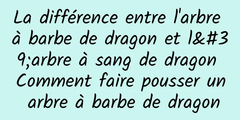 La différence entre l'arbre à barbe de dragon et l'arbre à sang de dragon Comment faire pousser un arbre à barbe de dragon