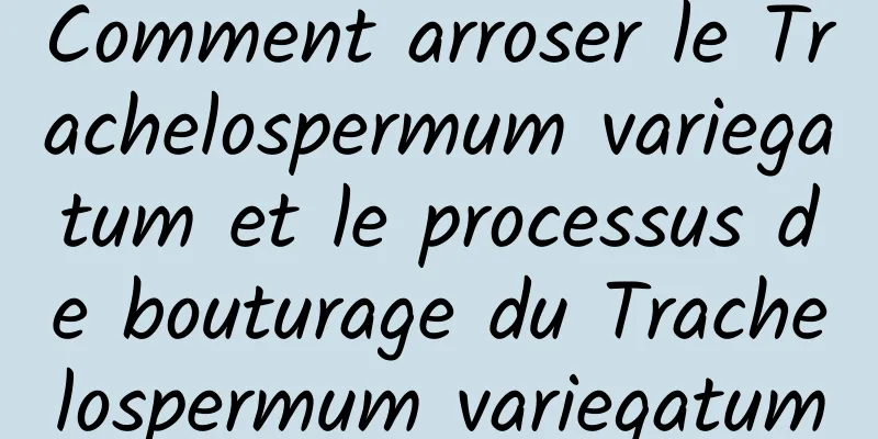 Comment arroser le Trachelospermum variegatum et le processus de bouturage du Trachelospermum variegatum