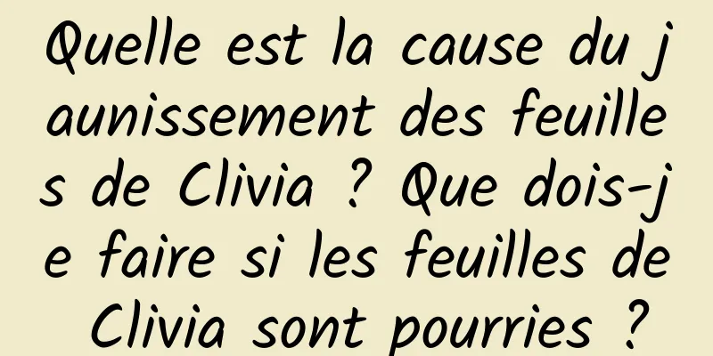 Quelle est la cause du jaunissement des feuilles de Clivia ? Que dois-je faire si les feuilles de Clivia sont pourries ?
