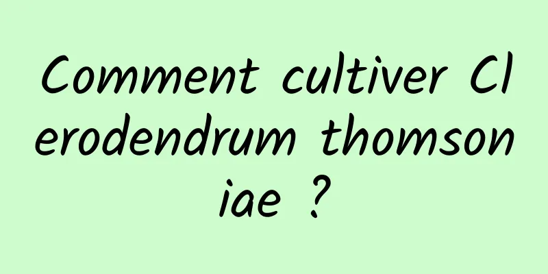 Comment cultiver Clerodendrum thomsoniae ?