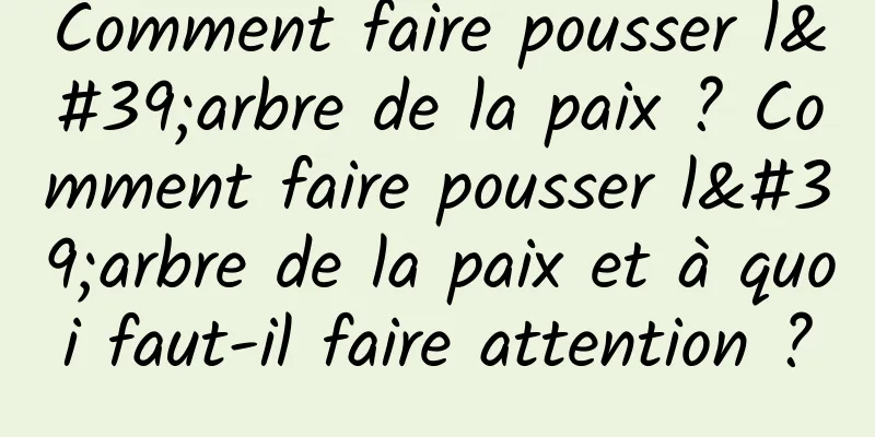 Comment faire pousser l'arbre de la paix ? Comment faire pousser l'arbre de la paix et à quoi faut-il faire attention ?