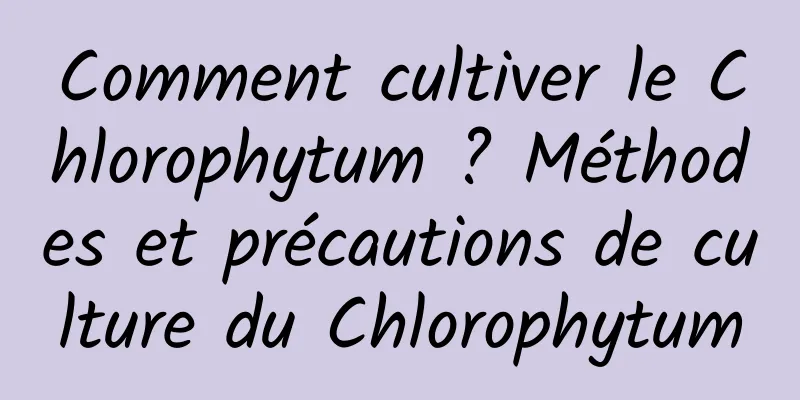 Comment cultiver le Chlorophytum ? Méthodes et précautions de culture du Chlorophytum