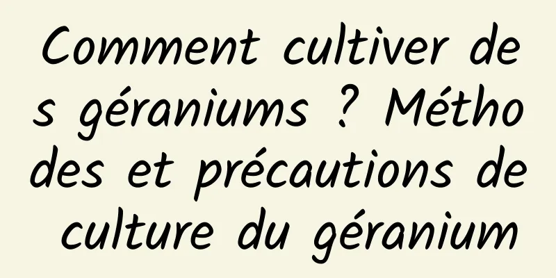 Comment cultiver des géraniums ? Méthodes et précautions de culture du géranium