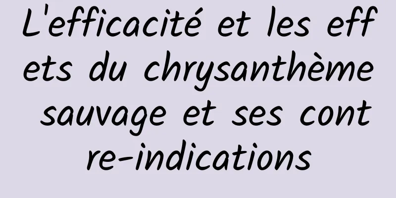 L'efficacité et les effets du chrysanthème sauvage et ses contre-indications