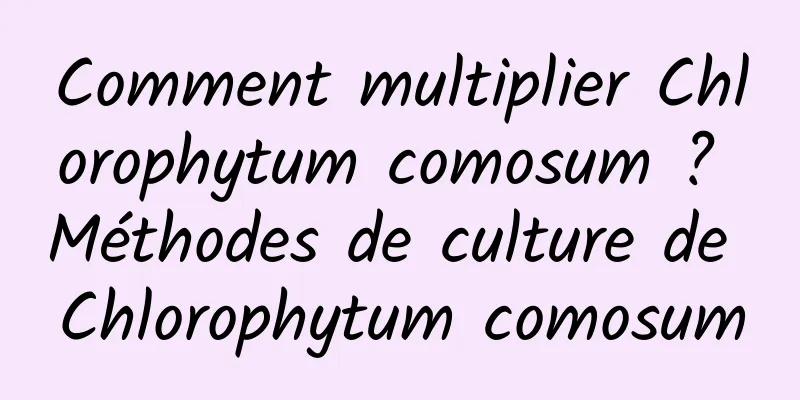 Comment multiplier Chlorophytum comosum ? Méthodes de culture de Chlorophytum comosum