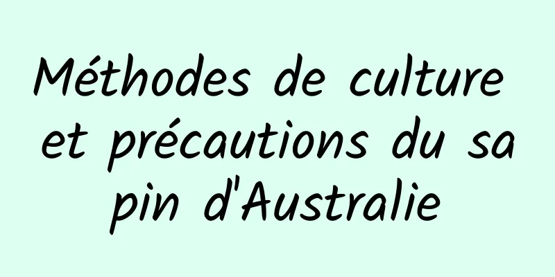 Méthodes de culture et précautions du sapin d'Australie