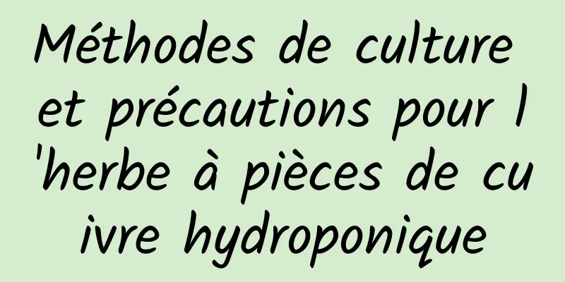 Méthodes de culture et précautions pour l'herbe à pièces de cuivre hydroponique