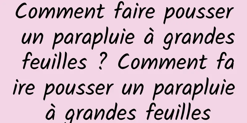 Comment faire pousser un parapluie à grandes feuilles ? Comment faire pousser un parapluie à grandes feuilles