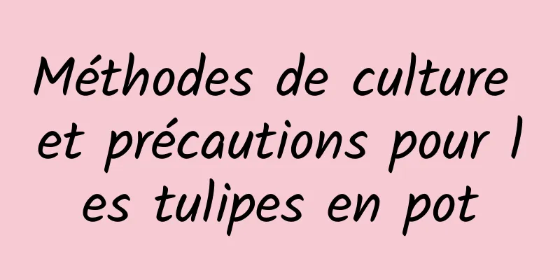 Méthodes de culture et précautions pour les tulipes en pot