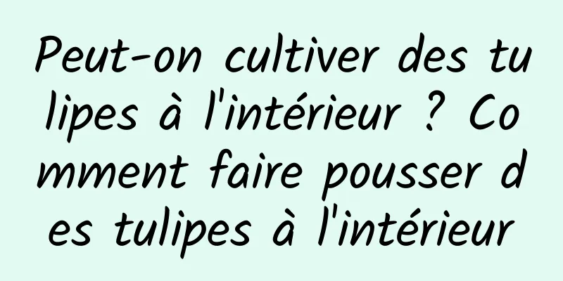 Peut-on cultiver des tulipes à l'intérieur ? Comment faire pousser des tulipes à l'intérieur