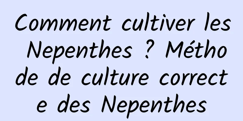 Comment cultiver les Nepenthes ? Méthode de culture correcte des Nepenthes