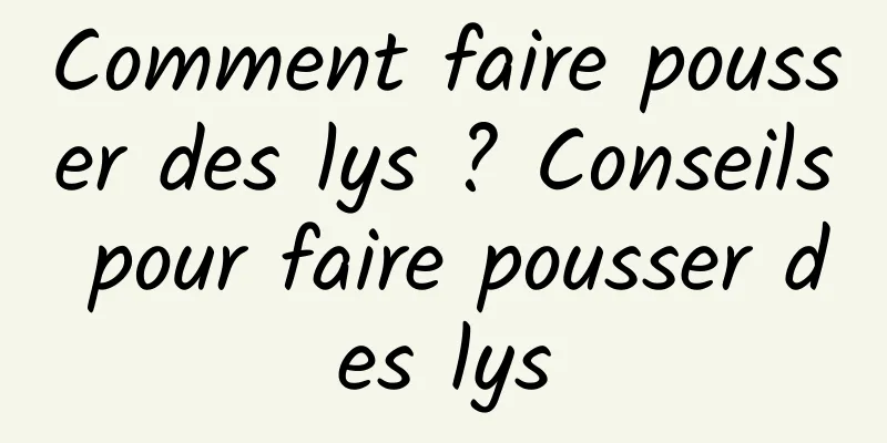 Comment faire pousser des lys ? Conseils pour faire pousser des lys