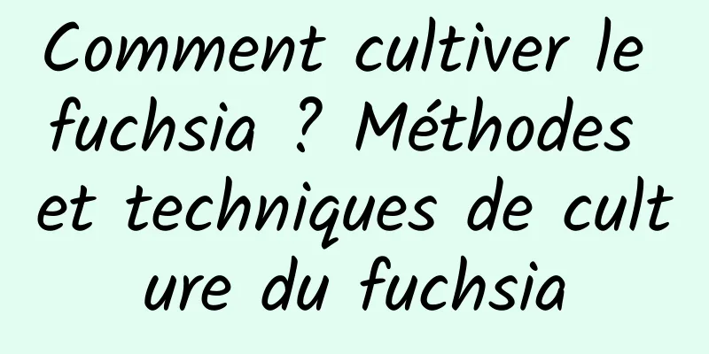 Comment cultiver le fuchsia ? Méthodes et techniques de culture du fuchsia