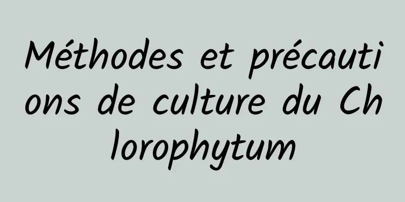 Méthodes et précautions de culture du Chlorophytum