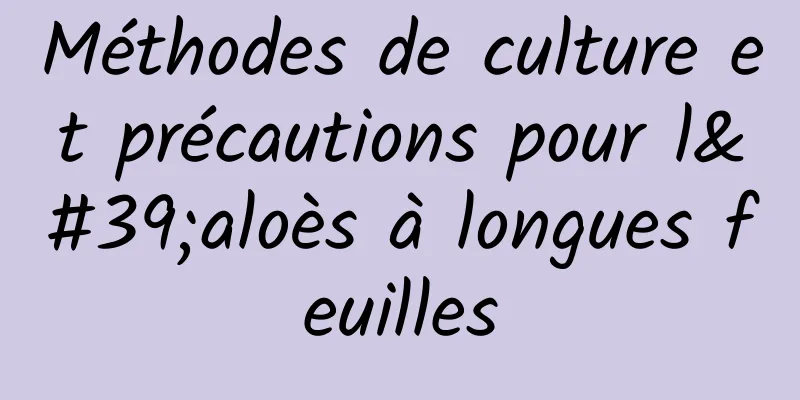 Méthodes de culture et précautions pour l'aloès à longues feuilles
