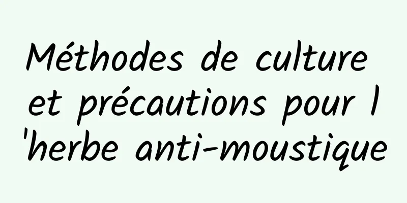 Méthodes de culture et précautions pour l'herbe anti-moustique