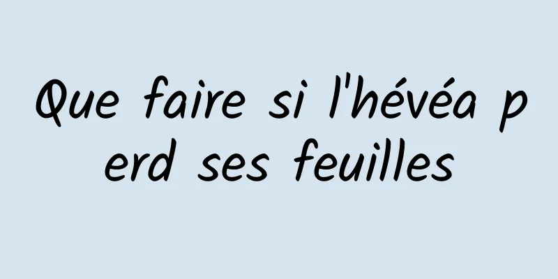 Que faire si l'hévéa perd ses feuilles