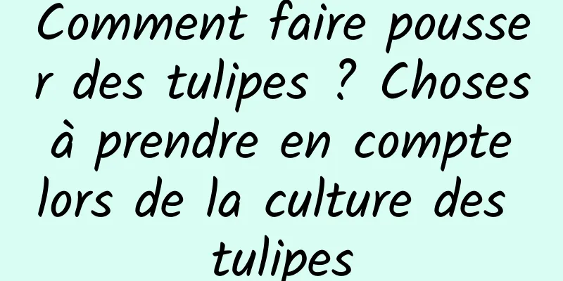 Comment faire pousser des tulipes ? Choses à prendre en compte lors de la culture des tulipes
