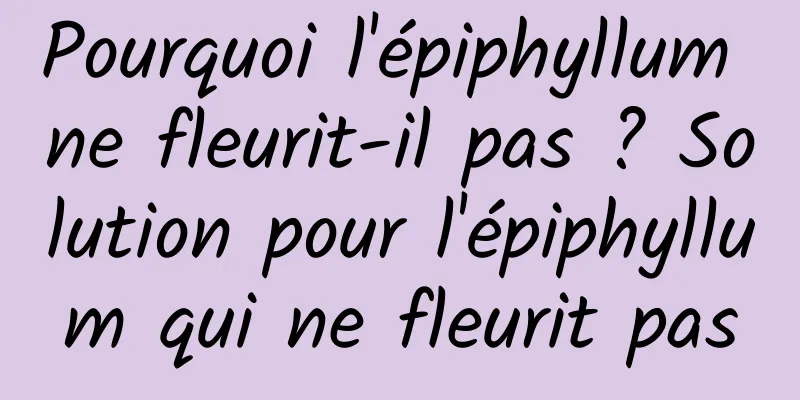 Pourquoi l'épiphyllum ne fleurit-il pas ? Solution pour l'épiphyllum qui ne fleurit pas