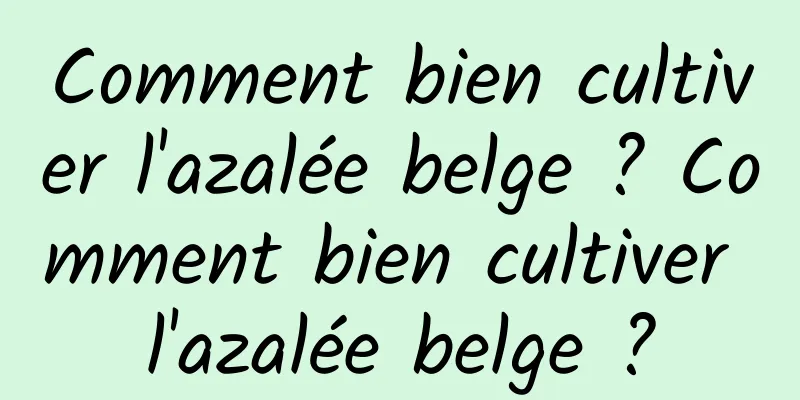 Comment bien cultiver l'azalée belge ? Comment bien cultiver l'azalée belge ?