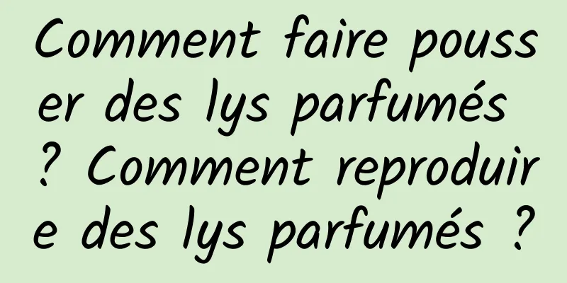 Comment faire pousser des lys parfumés ? Comment reproduire des lys parfumés ?