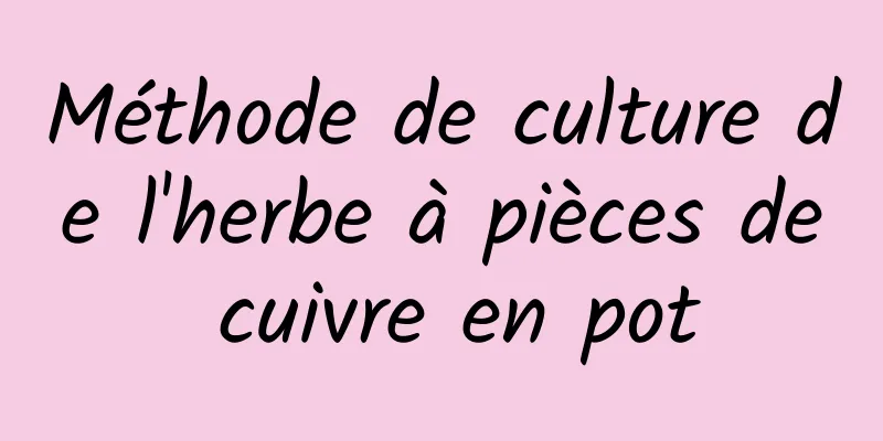 Méthode de culture de l'herbe à pièces de cuivre en pot