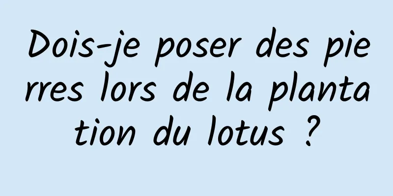 Dois-je poser des pierres lors de la plantation du lotus ?